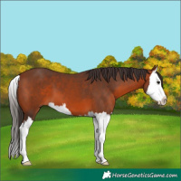 Horse Color:Bay Splash 