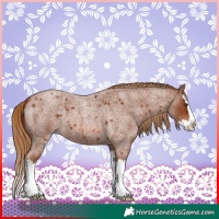 Horse Color:Red Roan Splash