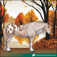 Horse Color:Chestnut Tobiano Appaloosa 