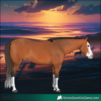 Horse Color:Bay Splash 