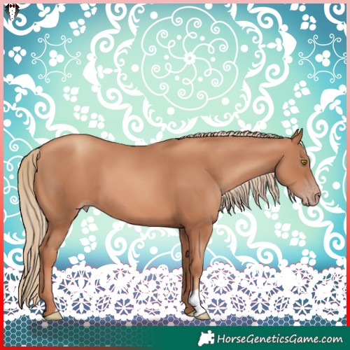 Horse Color:Gold Champagne 