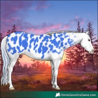 Horse Color:Watercolor Liver Chestnut Splash Appaloosa 
