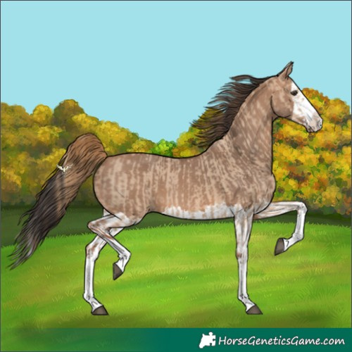 Horse Color:Red Dun Splash  and Bay Dun Splash 