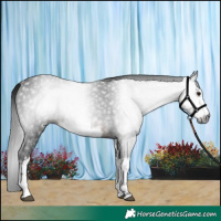 Horse Color:Gray White Spotted Brown
