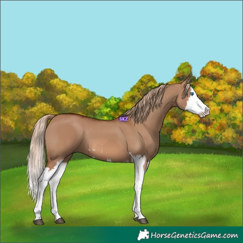 Horse Color:Red Dun Splash  and Red Dun Splash 