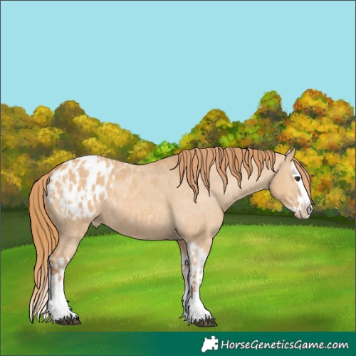 Horse Color:Red Dun Appaloosa  and Red Dun Splash Appaloosa 