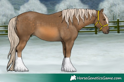 Horse Color:Chocolate Palomino 