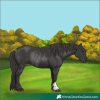 Horse Color:Smoky Black and Smoky Black Rabicano