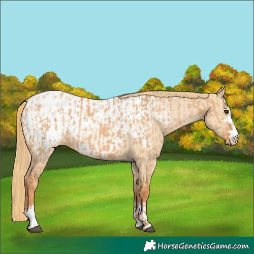 Horse Color:Red Dun Varnish and Red Dun Blanket