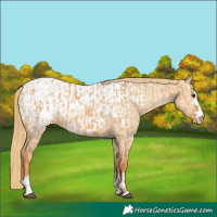 Horse Color:Red Dun Appaloosa  and Red Dun Appaloosa 