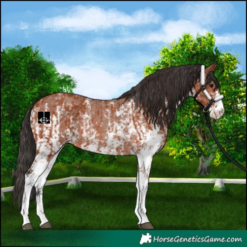 Horse Color:Bay Sabino Rabicano and Bay Sabino Rabicano