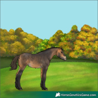 Horse Color:Buckskin 