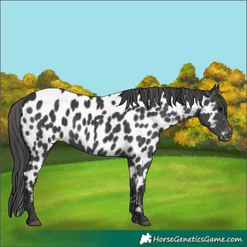 Horse Color:Black Near Leopard