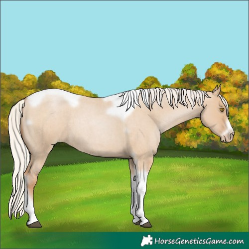 Horse Color:Silver Grullo Roan Pearl Tobiano Frame 
