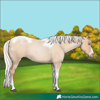 Horse Color:Silver Grullo Roan Pearl Tobiano Frame 