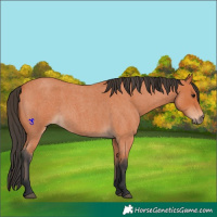 Horse Color:Bay Roan 