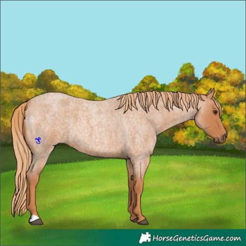 Horse Color:Red Roan