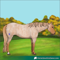 Horse Color:Red Roan 