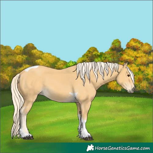 Horse Color:Palomino Tobiano 