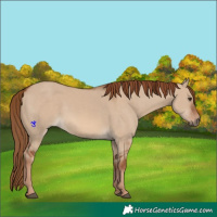Horse Color:Red Dun 