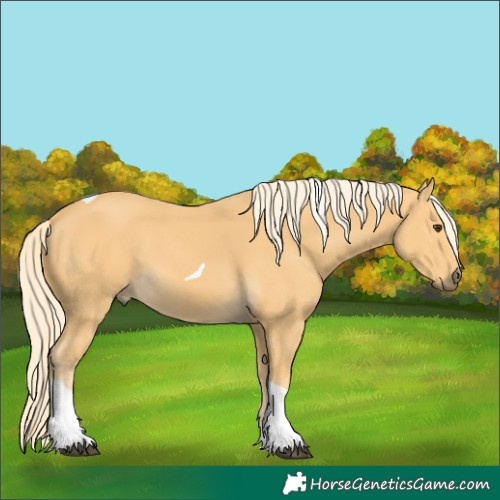 Horse Color:Palomino Tobiano 
