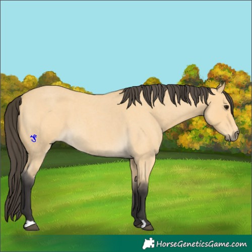 Horse Color:Buckskin Roan