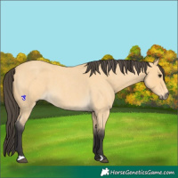 Horse Color:Buckskin Roan 