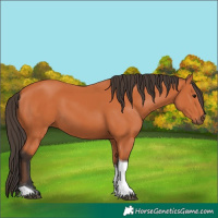 Horse Color:Bay Tobiano 
