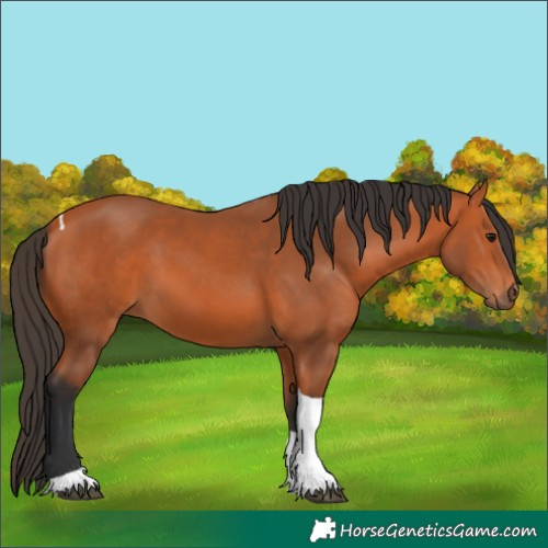 Horse Color:Bay Tobiano 