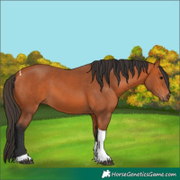Horse Color:Bay Tobiano 