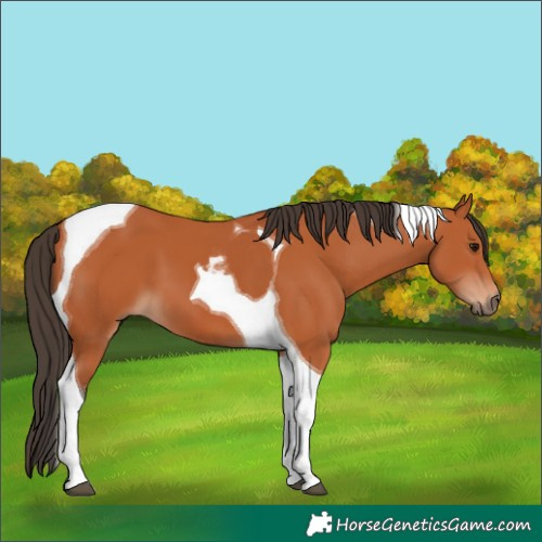 Horse Color:Bay Tobiano 
