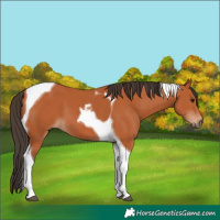 Horse Color:Bay Tobiano 