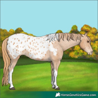 Horse Color:Chestnut Tobiano Appaloosa