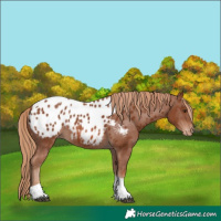 Horse Color:Chestnut Tobiano Appaloosa 