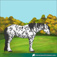 Horse Color:Black Tobiano Appaloosa 