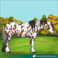 Horse Color:Bay Tobiano Leopard 