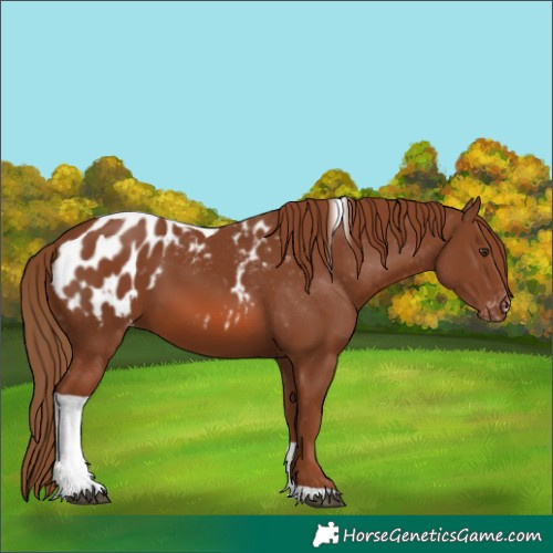 Horse Color:Chestnut Tobiano Appaloosa 