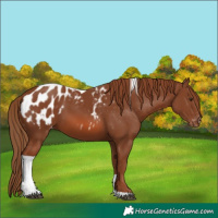 Horse Color:Chestnut Tobiano Appaloosa 