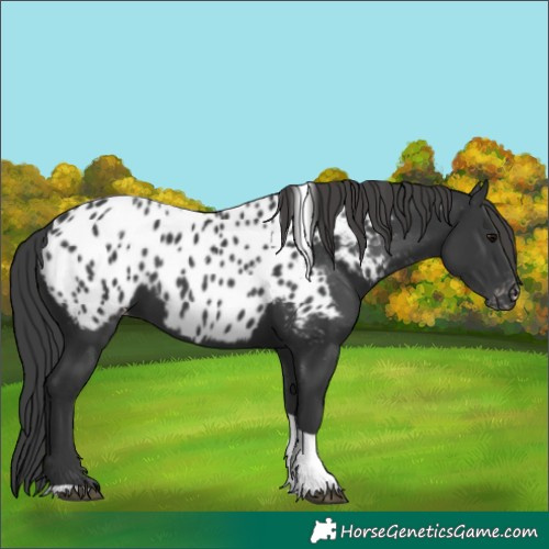 Horse Color:Black Tobiano Appaloosa 