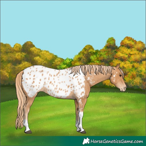 Horse Color:Chestnut Tobiano Appaloosa 