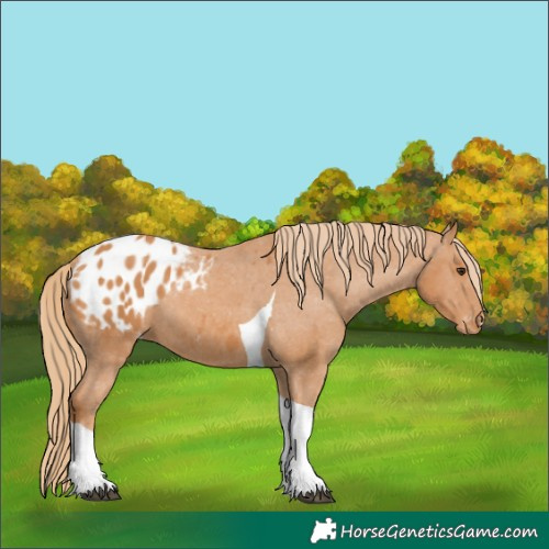 Horse Color:Chestnut Tobiano Appaloosa 