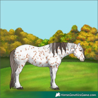 Horse Color:Bay Tobiano Appaloosa 