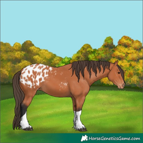 Horse Color:Bay Tobiano Appaloosa 