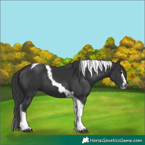 Horse Color:Black Splash Tobiano Frame 