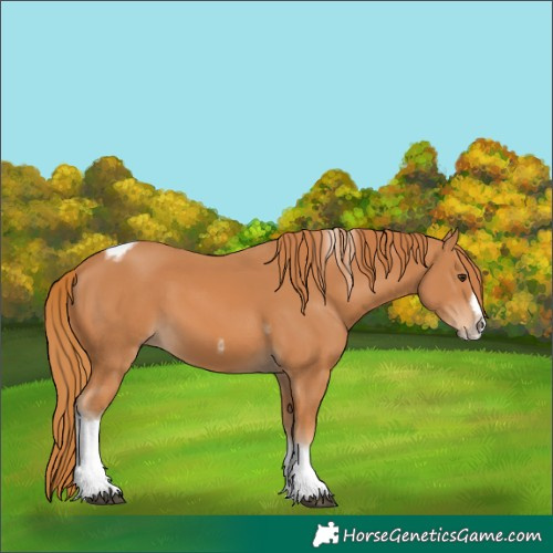 Horse Color:Chestnut Tobiano Frame