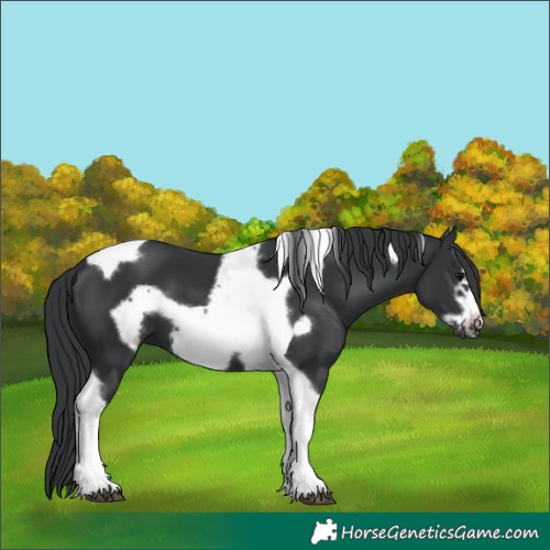Horse Color:Black Tobiano Frame