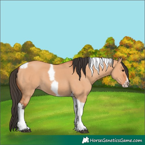 Horse Color:Bay Dun Tobiano Frame 