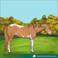 Horse Color:Chestnut Tobiano Frame 