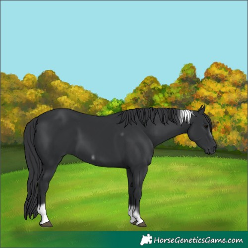 Horse Color:Black Tobiano Frame 