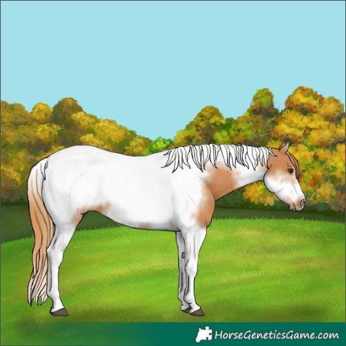 Horse Color:Chestnut Splash Tobiano Frame 
